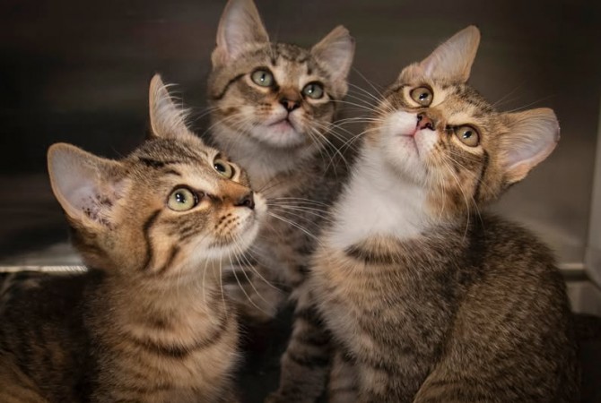 Kittens  THREE